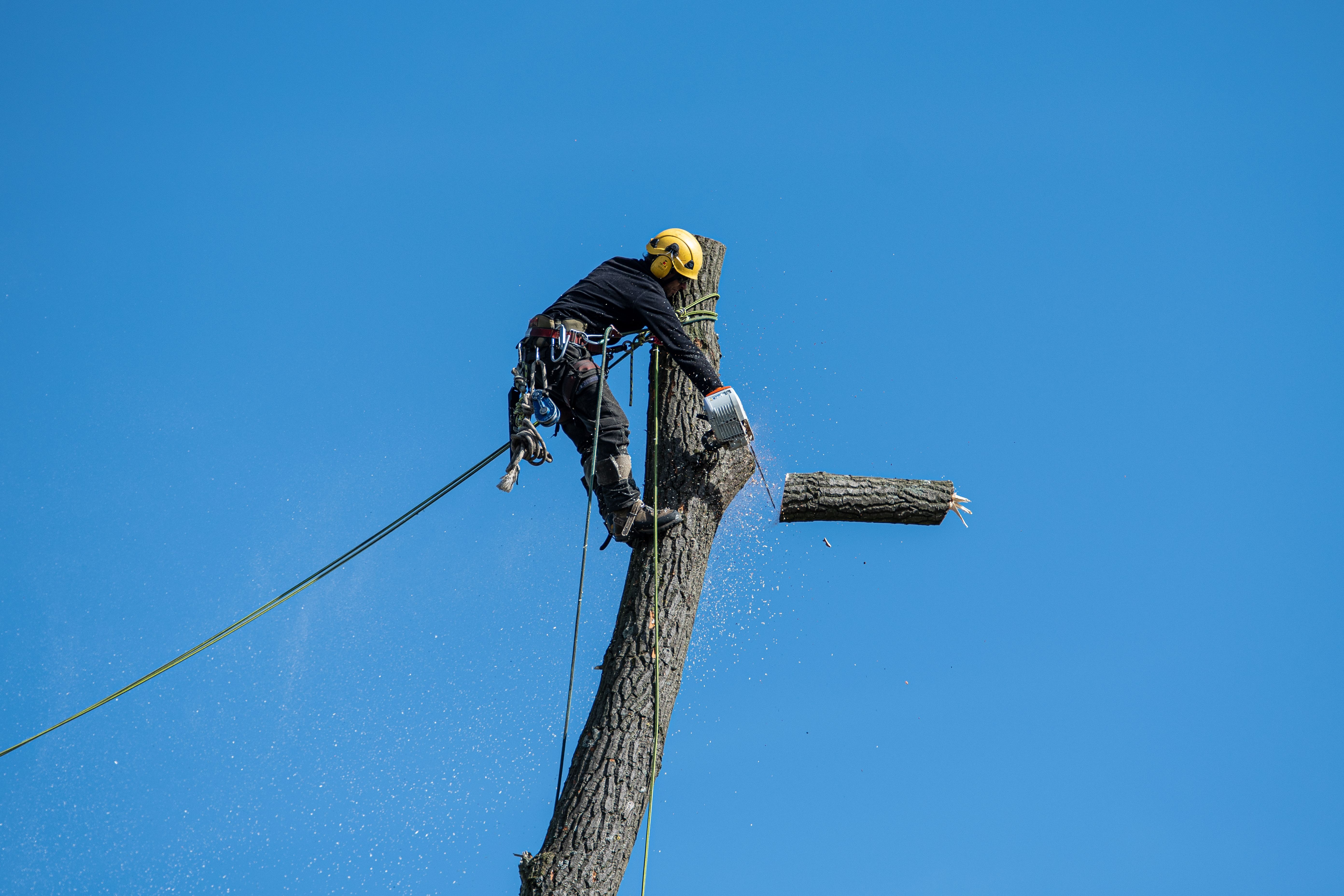 Podador con arnés y motosierra trabajando en altura sobre un árbol grande en un jardín residencial de Buenos Aires