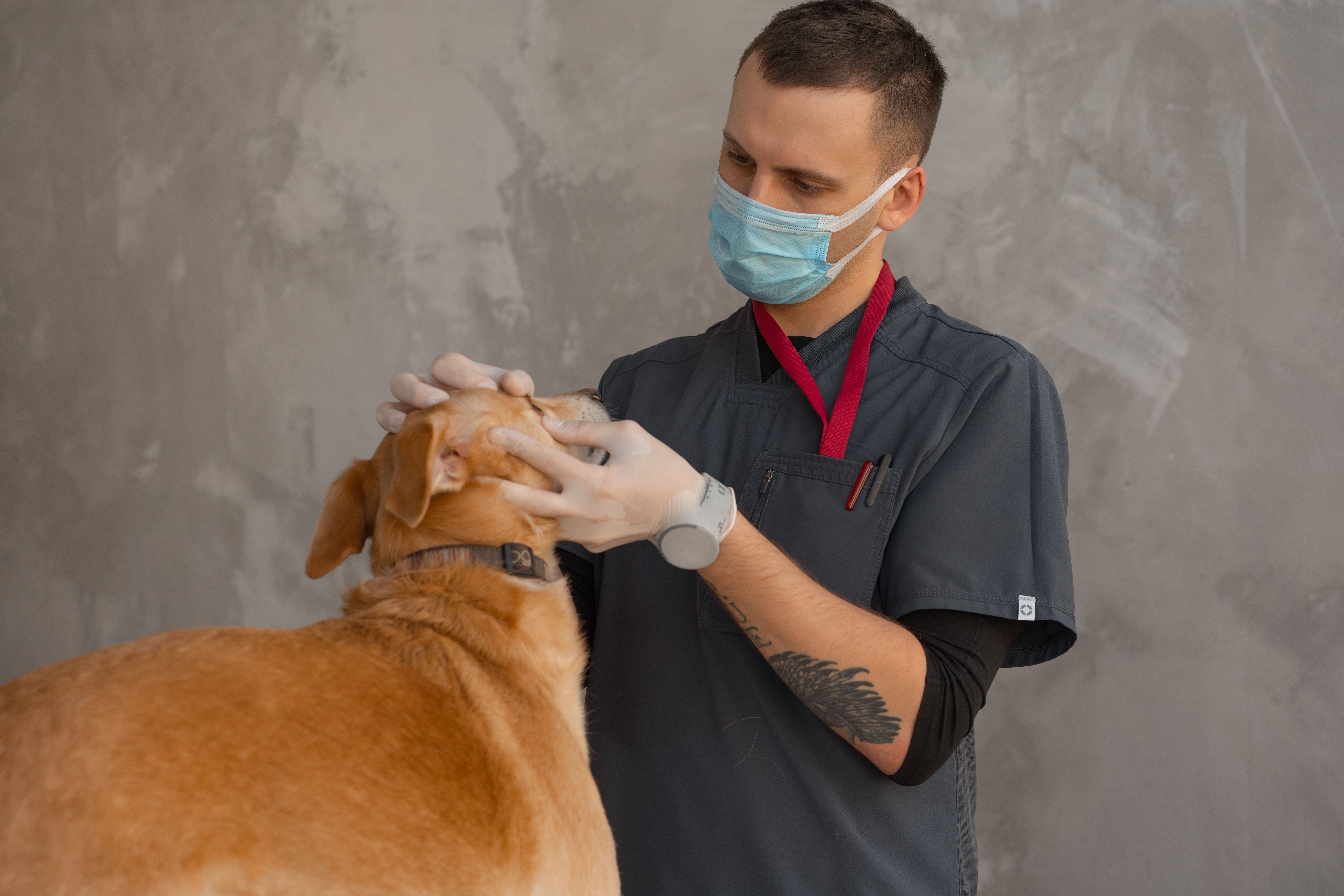 Veterinaria atendiendo a un perro sobre la camilla en una clínica veterinaria moderna de Buenos Aires