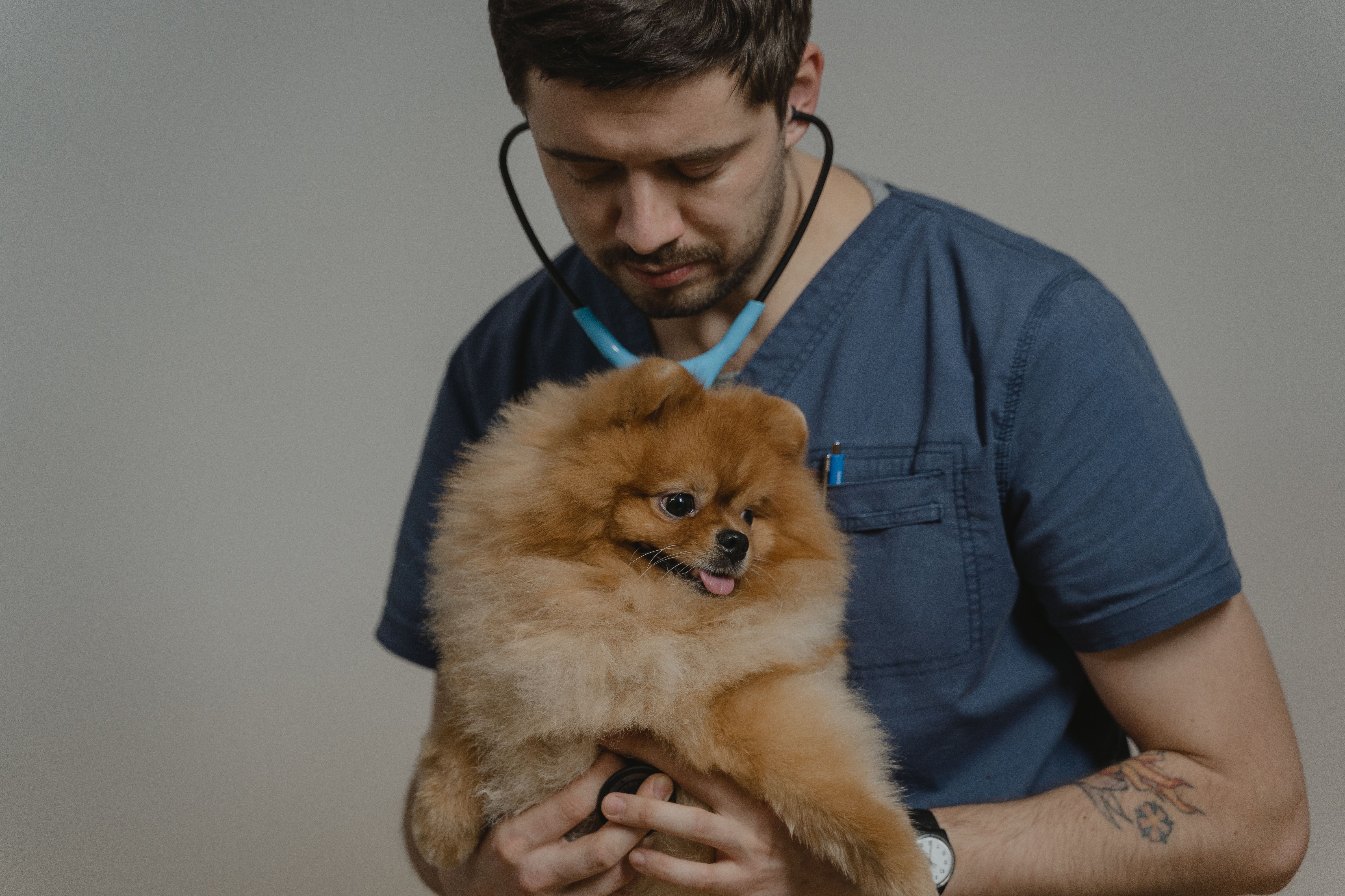 Veterinario revisando la ficha de Google de su clínica en una tablet junto a un gato en Buenos Aires