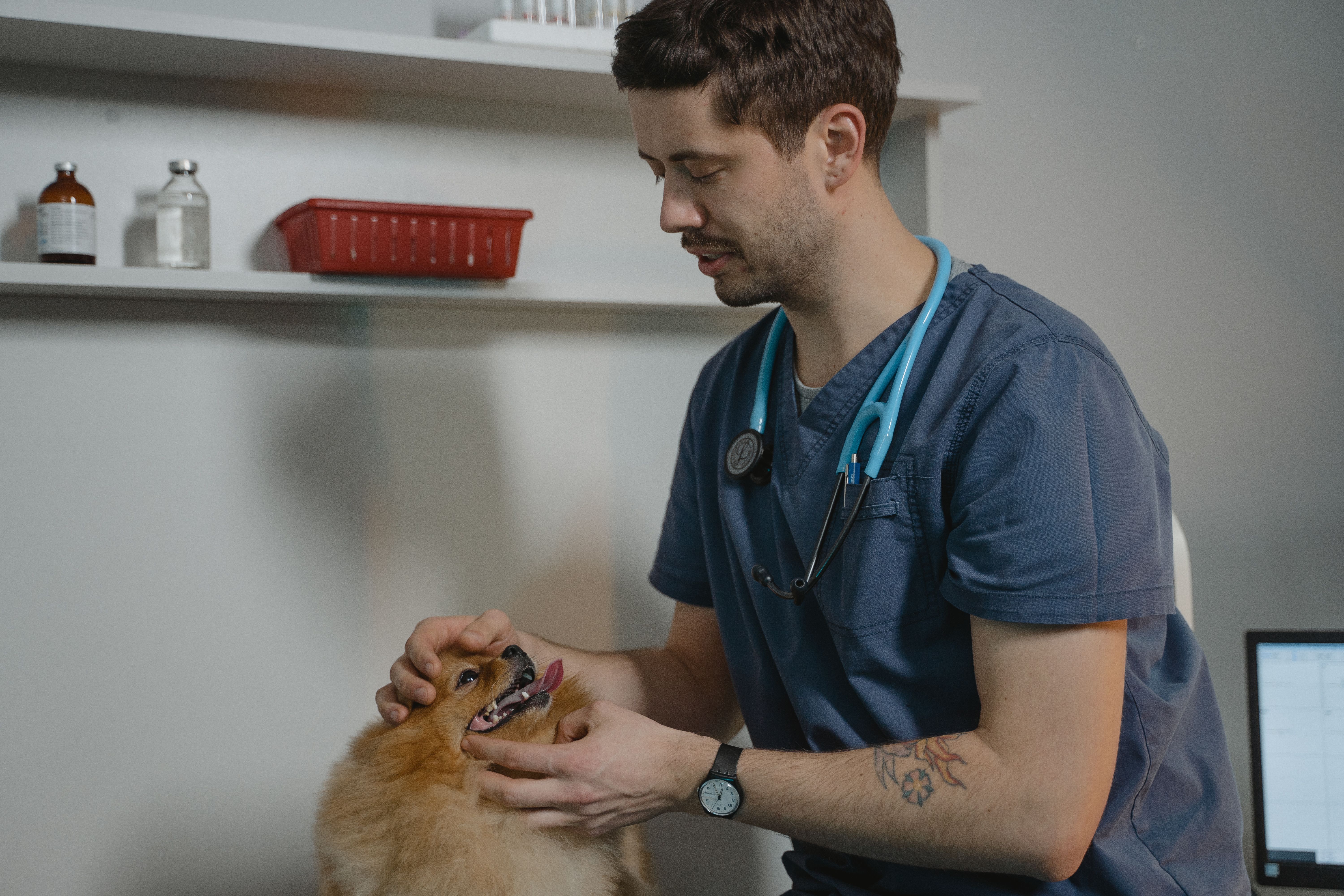 Dueño buscando una veterinaria de urgencias desde su celular con su gato en brazos en Buenos Aires